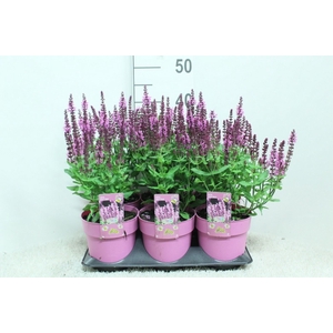 Salvia nemorosa   ...