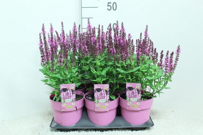 <h4>Salvia nemorosa   ...</h4>