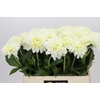 Dahlia White Wonder