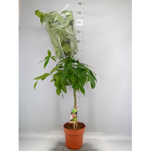 Pachira aquatica