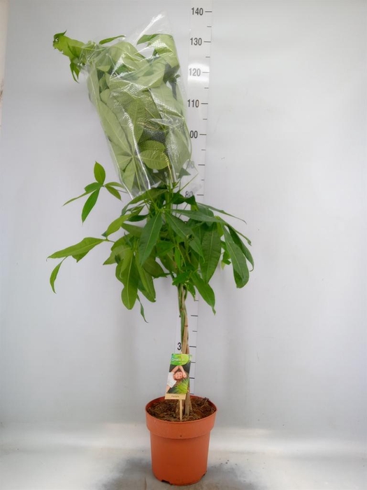 <h4>Pachira aquatica</h4>