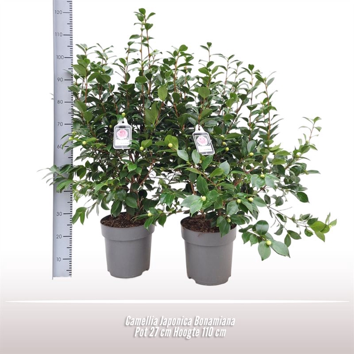 <h4>Camellia Japonica Bonamiana</h4>