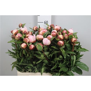 Paeo Gardenia