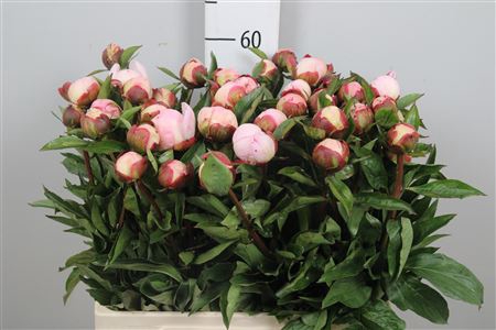 <h4>Paeo Gardenia</h4>