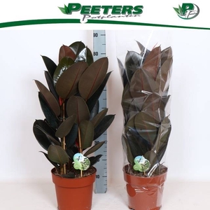 Ficus elastica Abidjan 24Ø 85cm 3pp