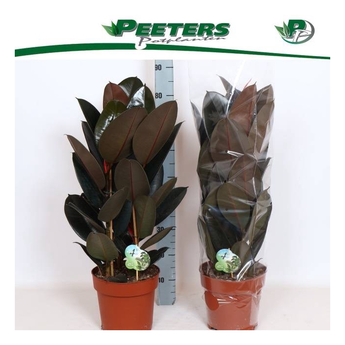 <h4>Ficus elastica Abidjan 24Ø 85cm 3pp</h4>