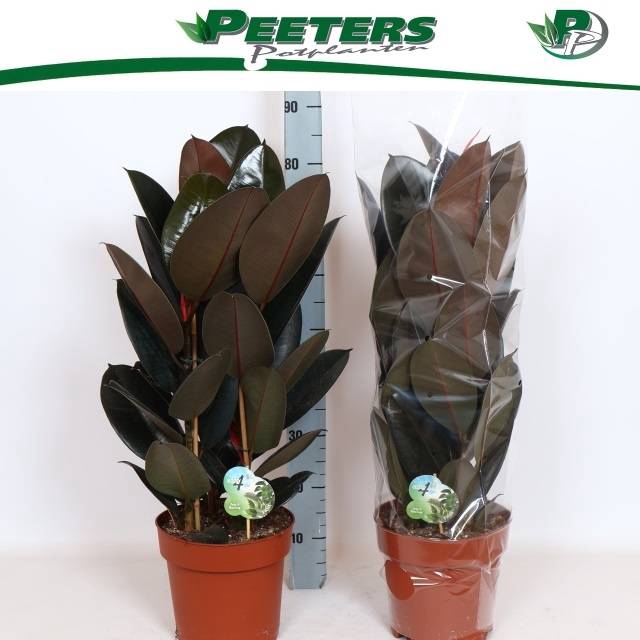 Ficus elastica Abidjan 24Ø 85cm 3pp