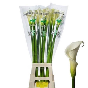 Zantedeschia Aeth Colombe Paix