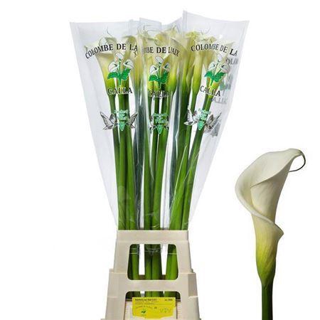<h4>Zantedeschia Aeth Colombe Paix</h4>