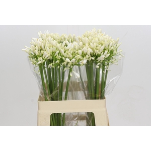 Agapanthus White Heaven