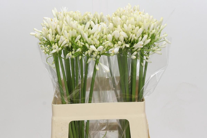 <h4>Agapanthus White Heaven</h4>