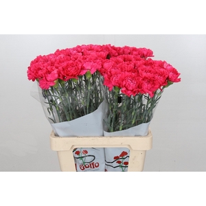 Dianthus St Lamoira