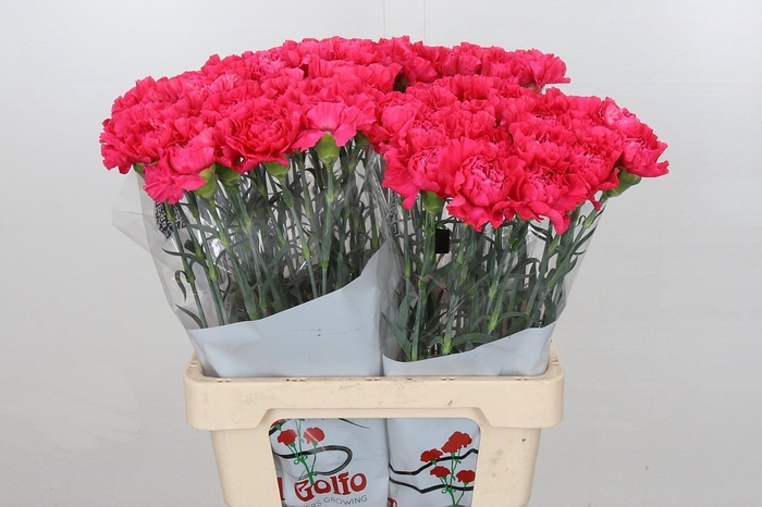 <h4>Dianthus St Lamoira*</h4>