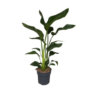 Strelitzia nicolai
