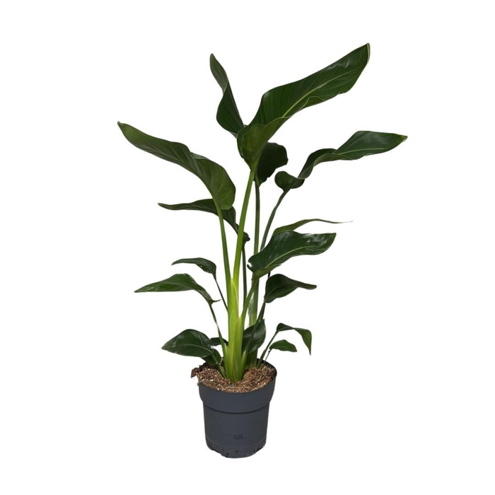 <h4>Strelitzia nicolai</h4>