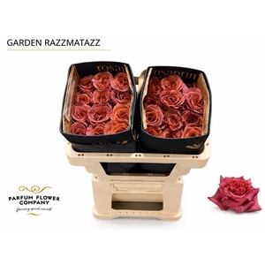 Rosa Garden Razzmatazz