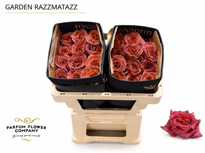 <h4>Rosa Garden Razzmatazz</h4>