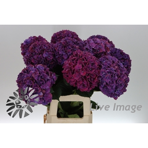 Hydrangea mag ruby aubergine