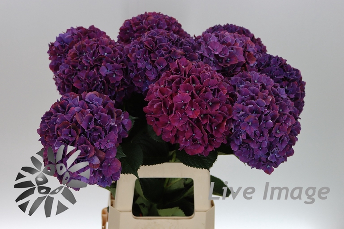 <h4>Hydrangea mag ruby aubergine</h4>