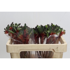 Anigozanthos Royal Cheer