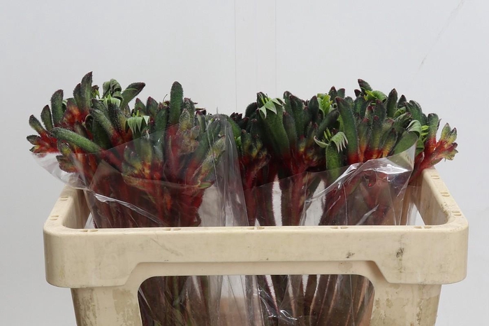 <h4>Anigozanthos Royal Cheer</h4>