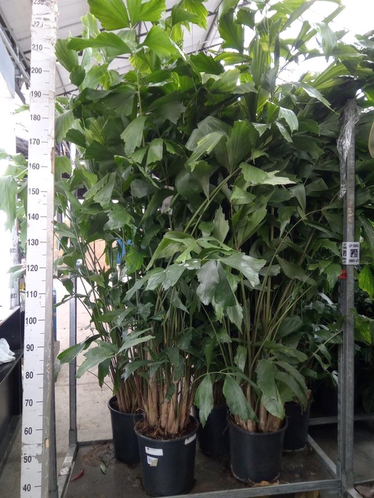 <h4>Caryota mitis</h4>