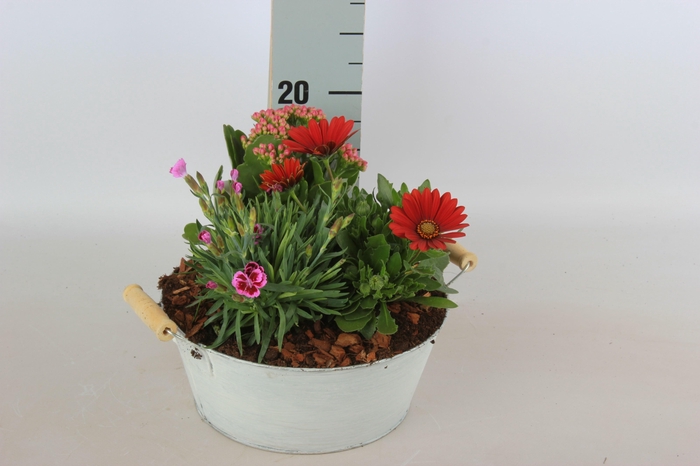 <h4>ARR TUINPLANTEN</h4>