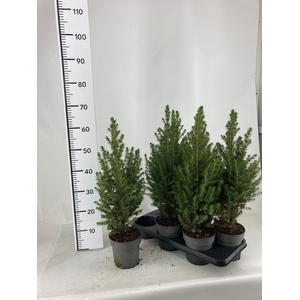 PICEA GL CONICA