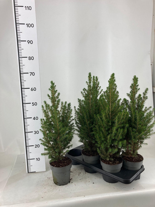 <h4>PICEA GL CONICA</h4>