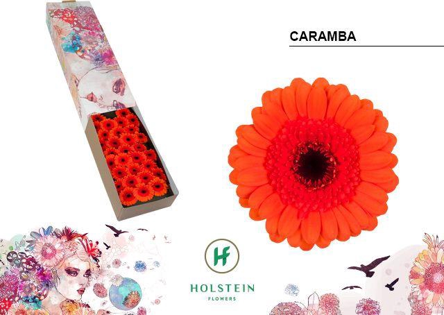 <h4>Germini Caramba Doos</h4>