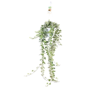 Hedera helix White Wonder - hang/XXL