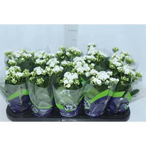 KALANCHOE DOBRADO P11 BRANCO