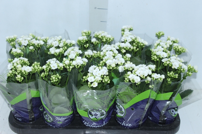 <h4>KALANCHOE DOBRADO P11 BRANCO</h4>