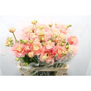 Ranunculus Moderna Riviera