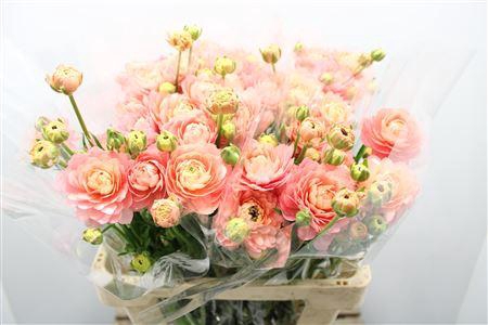 <h4>Ranunculus Moderna Riviera</h4>