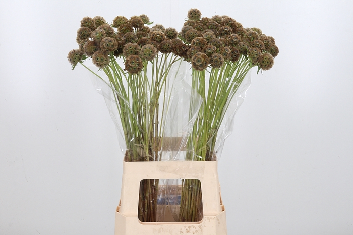 <h4>Scabiosa Stell Zaaddoos</h4>