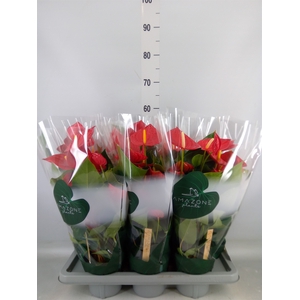 Anthurium andr. 'Tremendo'