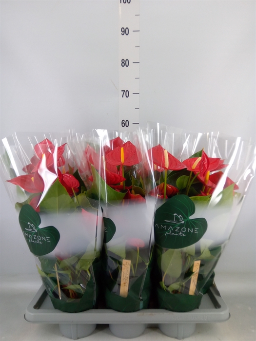 <h4>Anthurium andr. 'Tremendo'</h4>