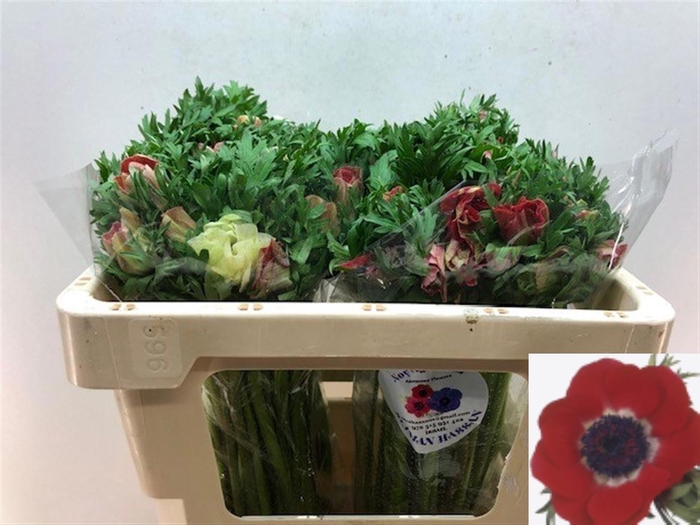 <h4>ANEM CO GALIL ROOD</h4>