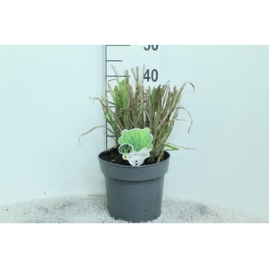 Miscanthus Sinensis Zebrinus