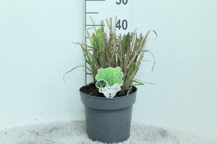 Miscanthus Sinensis Zebrinus