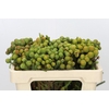 Kaaps Groen Baubles