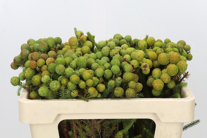 Kaaps Groen Baubles