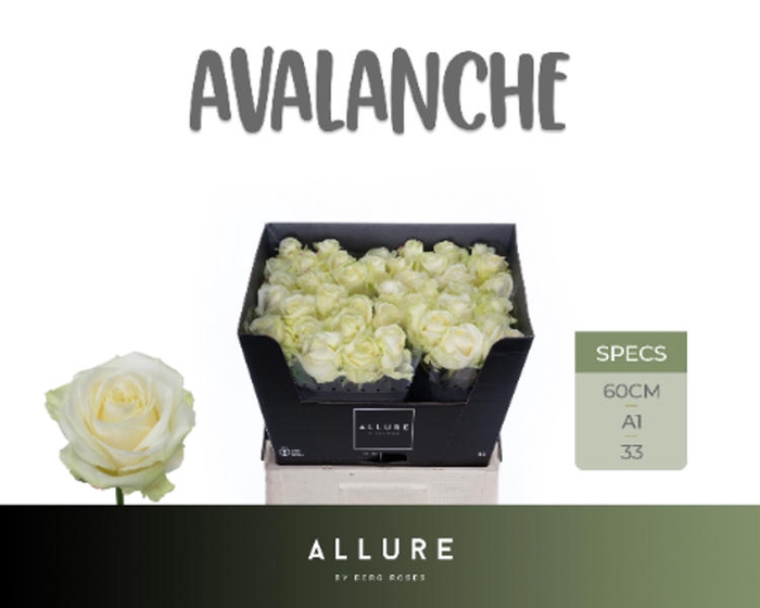<h4>R Gr Avalanche+ Super</h4>
