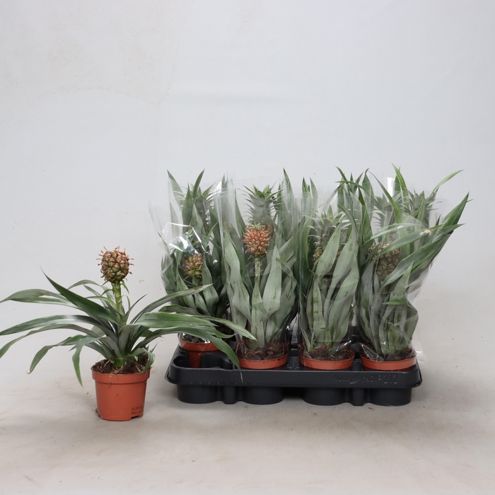 <h4>ANANAS ROSITA</h4>