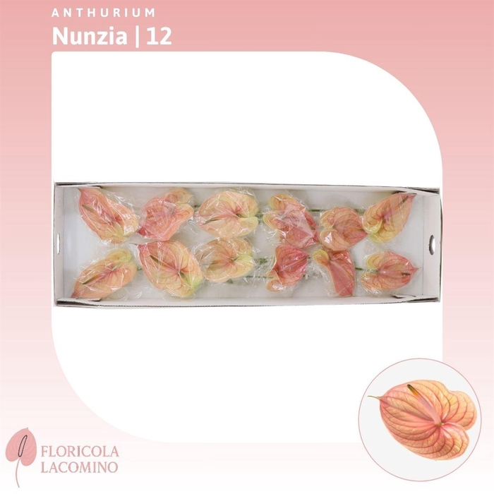 <h4>Anthurium Nunzia</h4>
