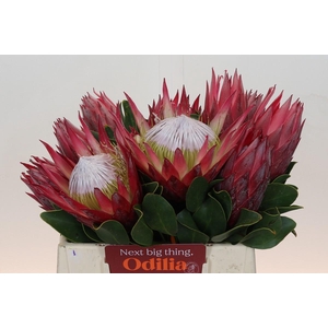 Protea Cynaroides Madiba