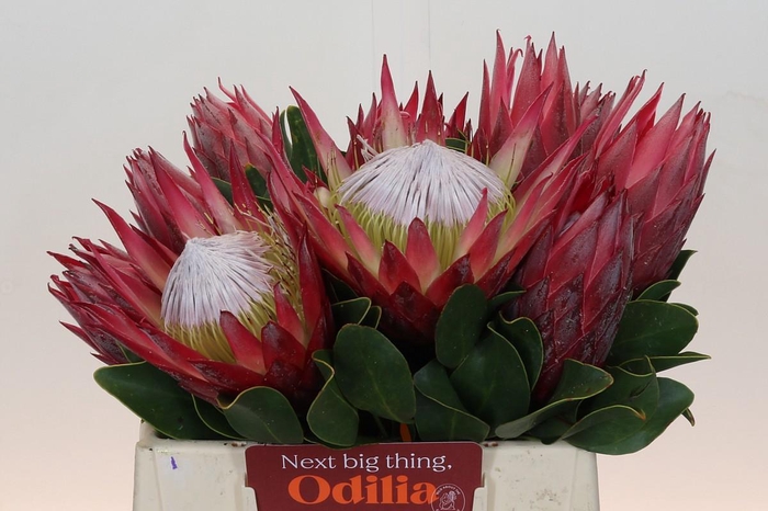 Protea Cynaroides Madiba