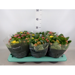 Kalanchoe blos.   ..rosebud mix/pot