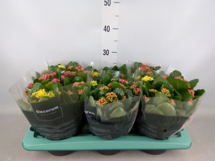 <h4>Kalanchoe blos.   ..rosebud mix/pot</h4>